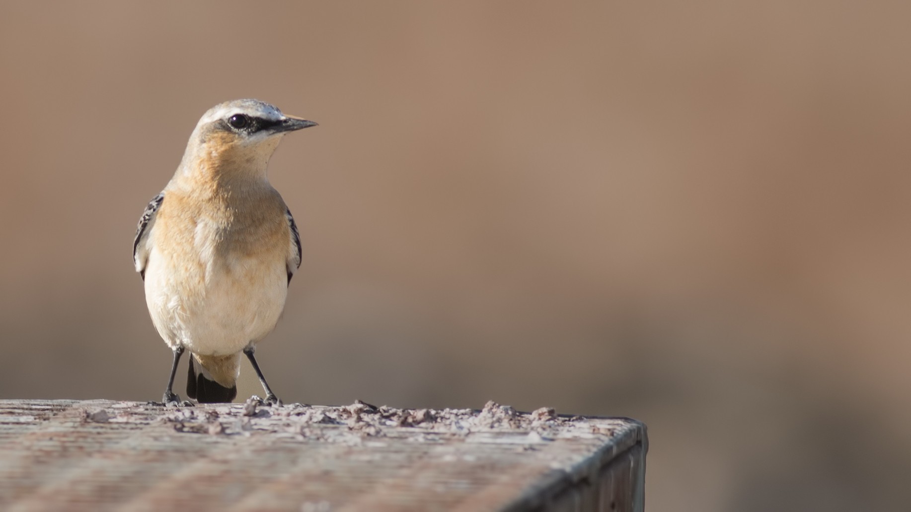 Northern Wheatear