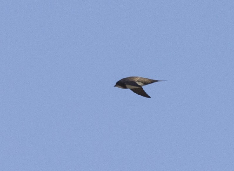 Alpine Swift
