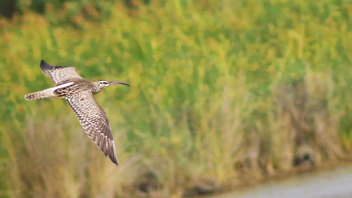 Whimbrel