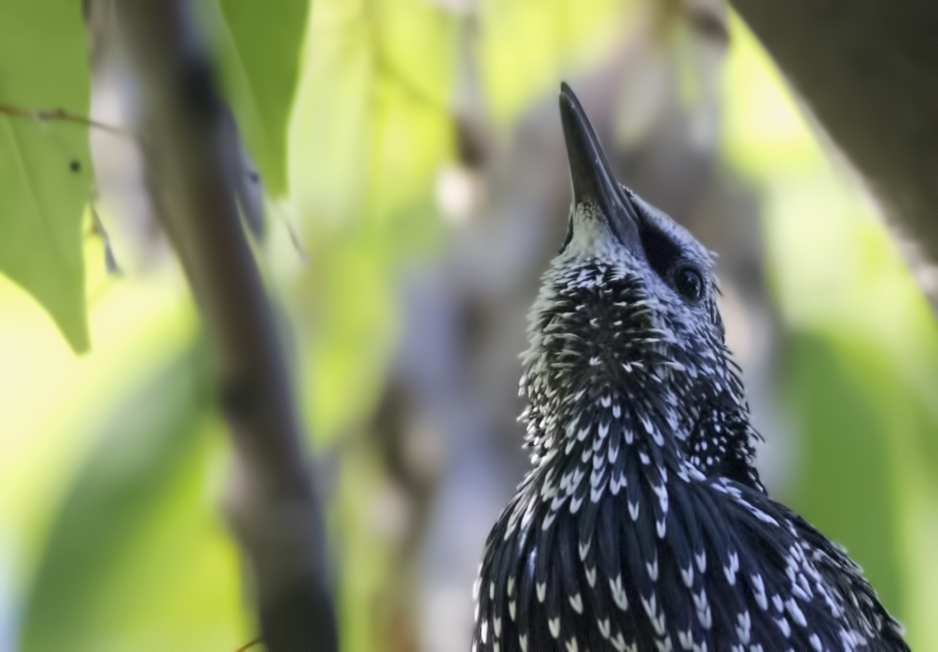 Common Starling