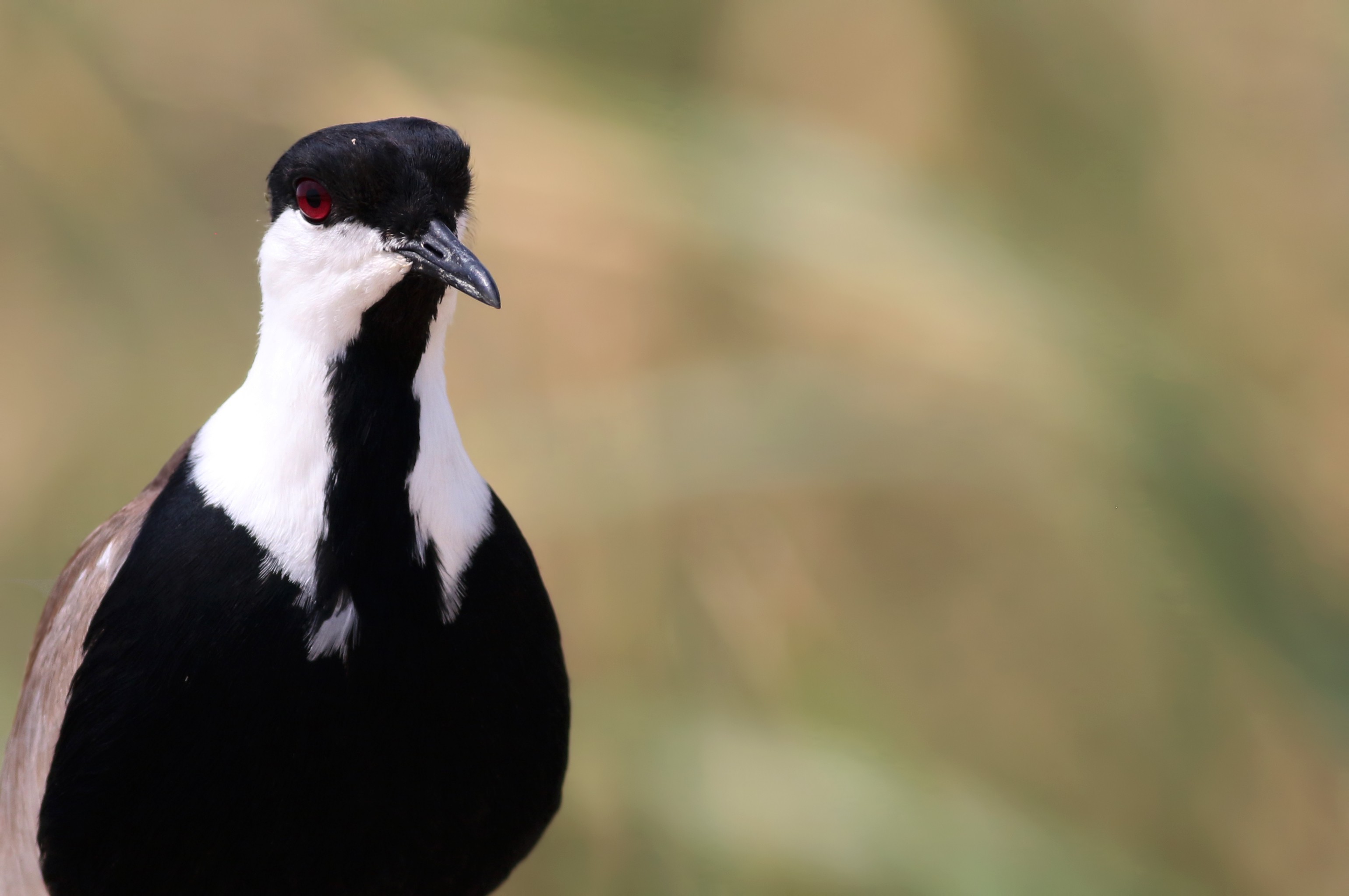 Spur-winged Lapwing