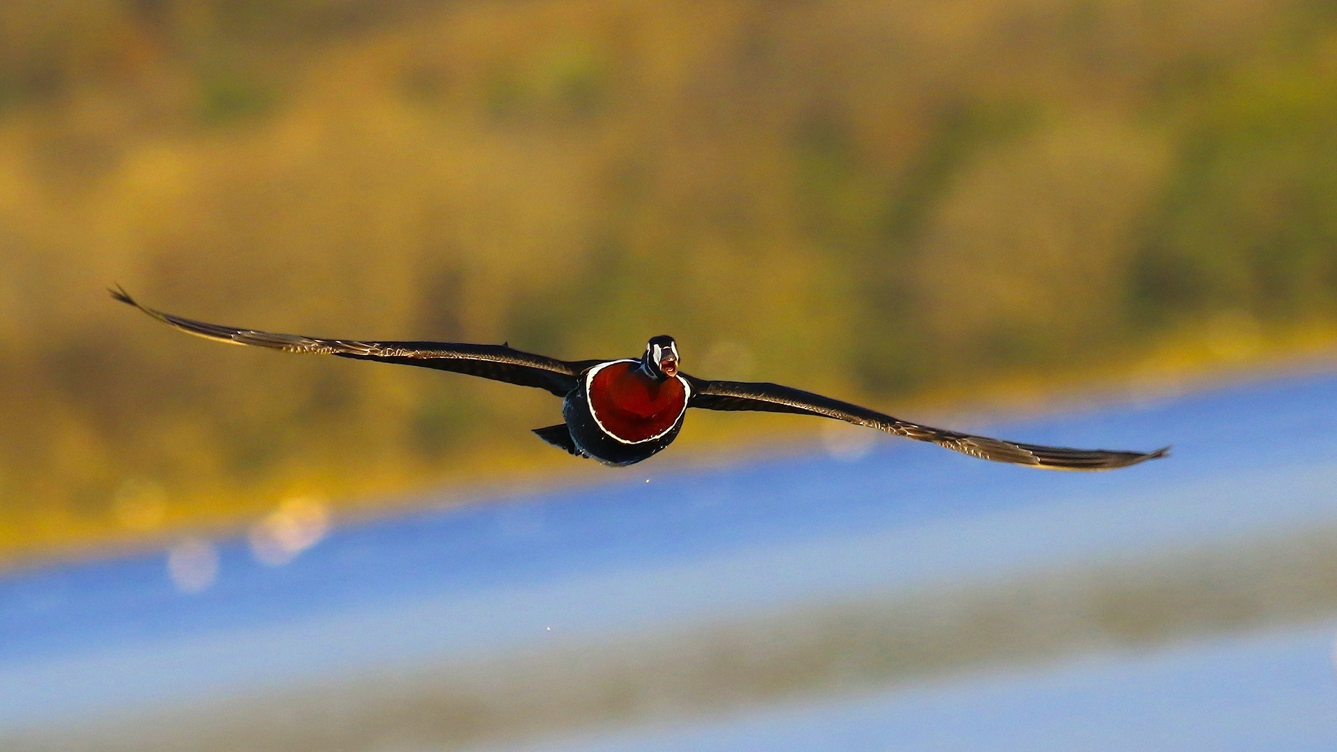 Red-breasted Goose
