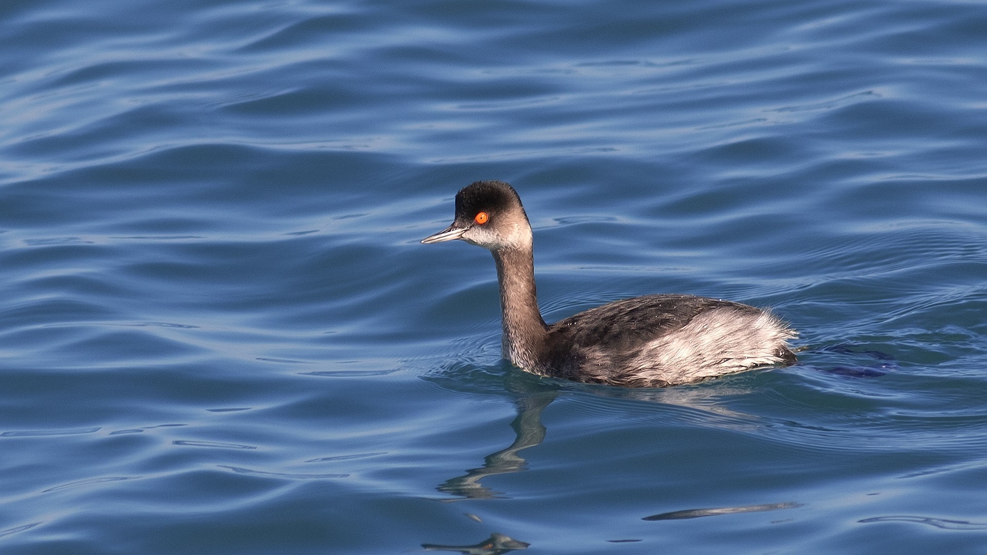 Eared Grebe