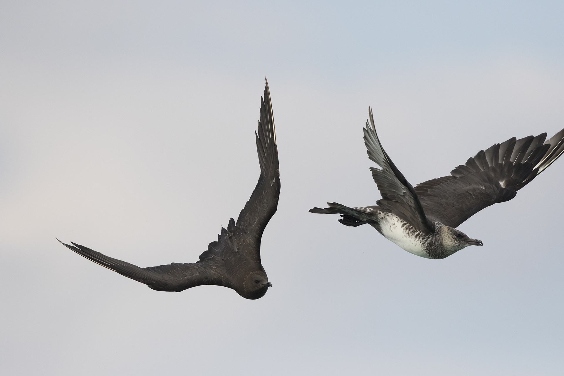 Pomarine Jaeger