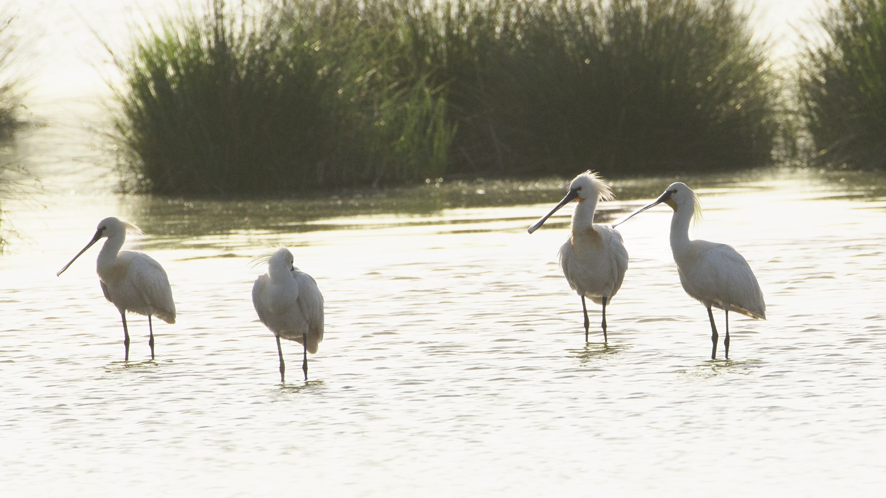 Eurasian Spoonbill