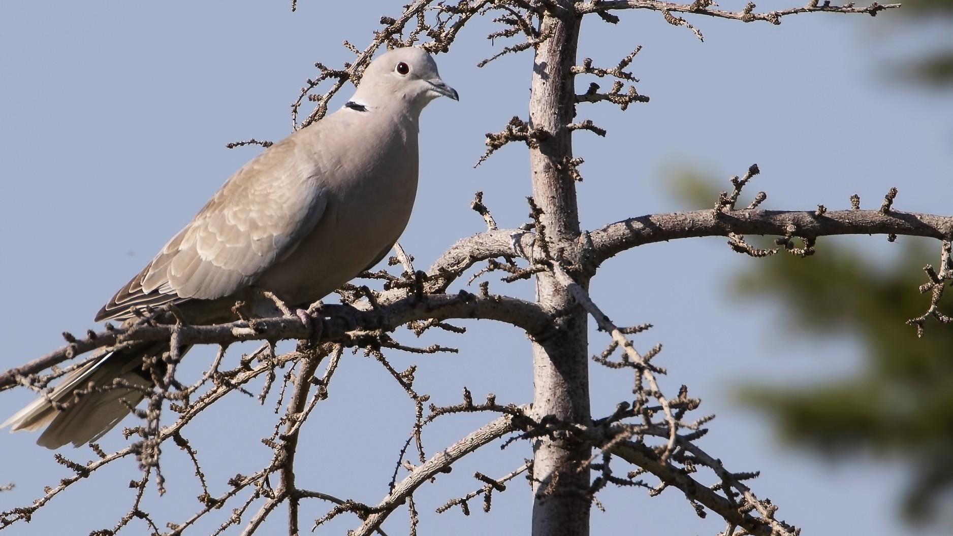 Eurasian Collared-Dove