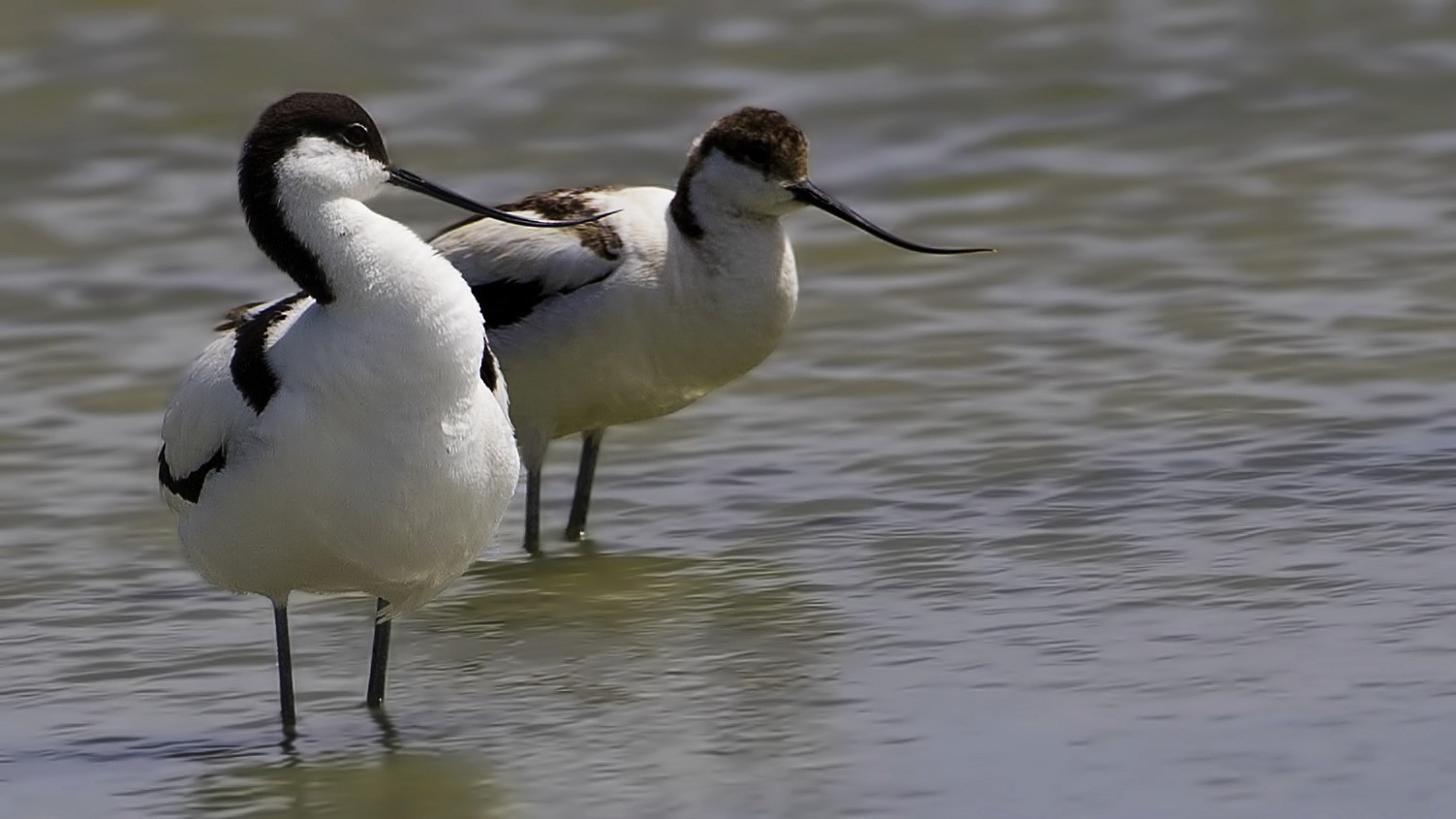 Pied Avocet