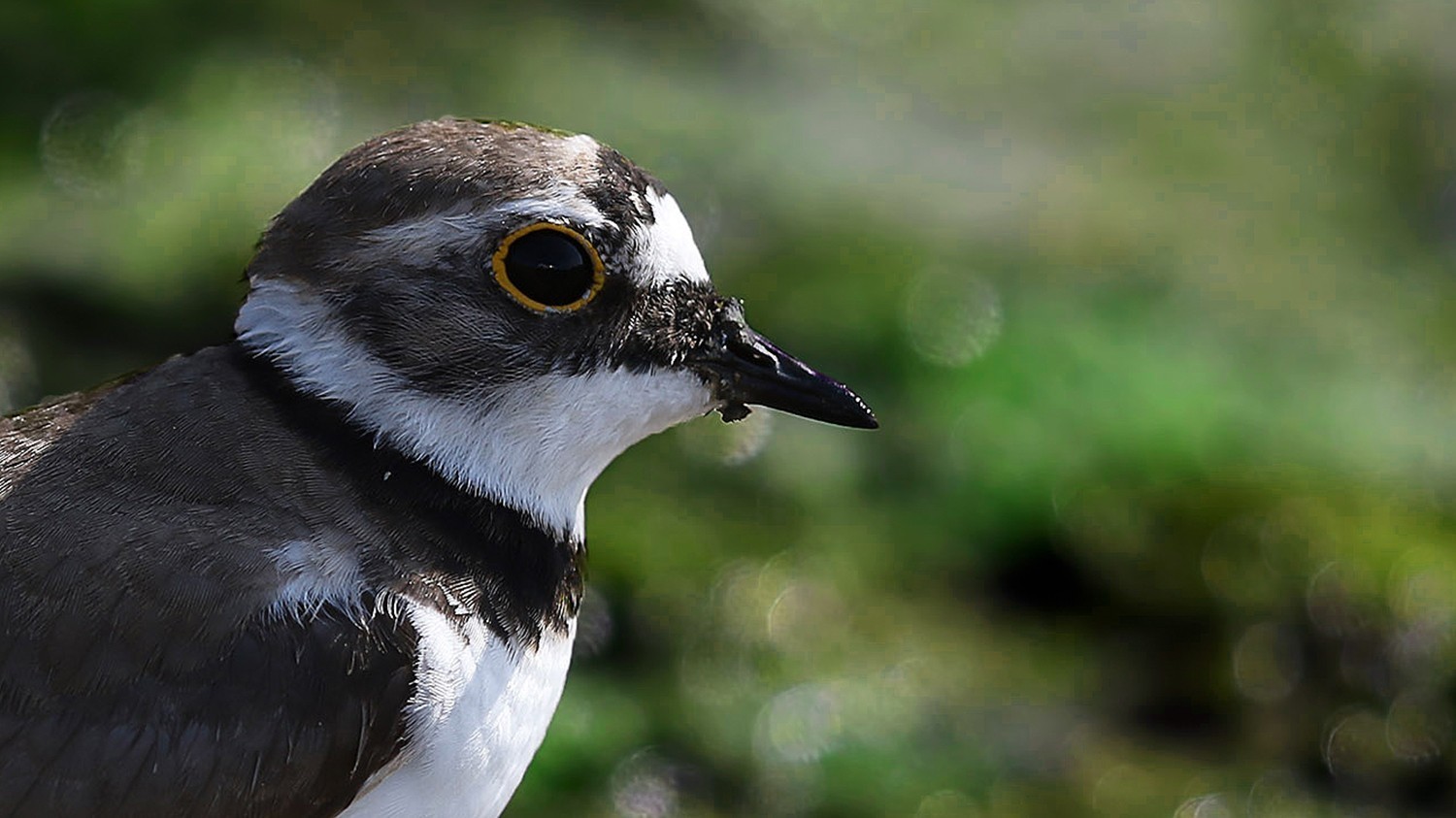 Little Ringed Plover