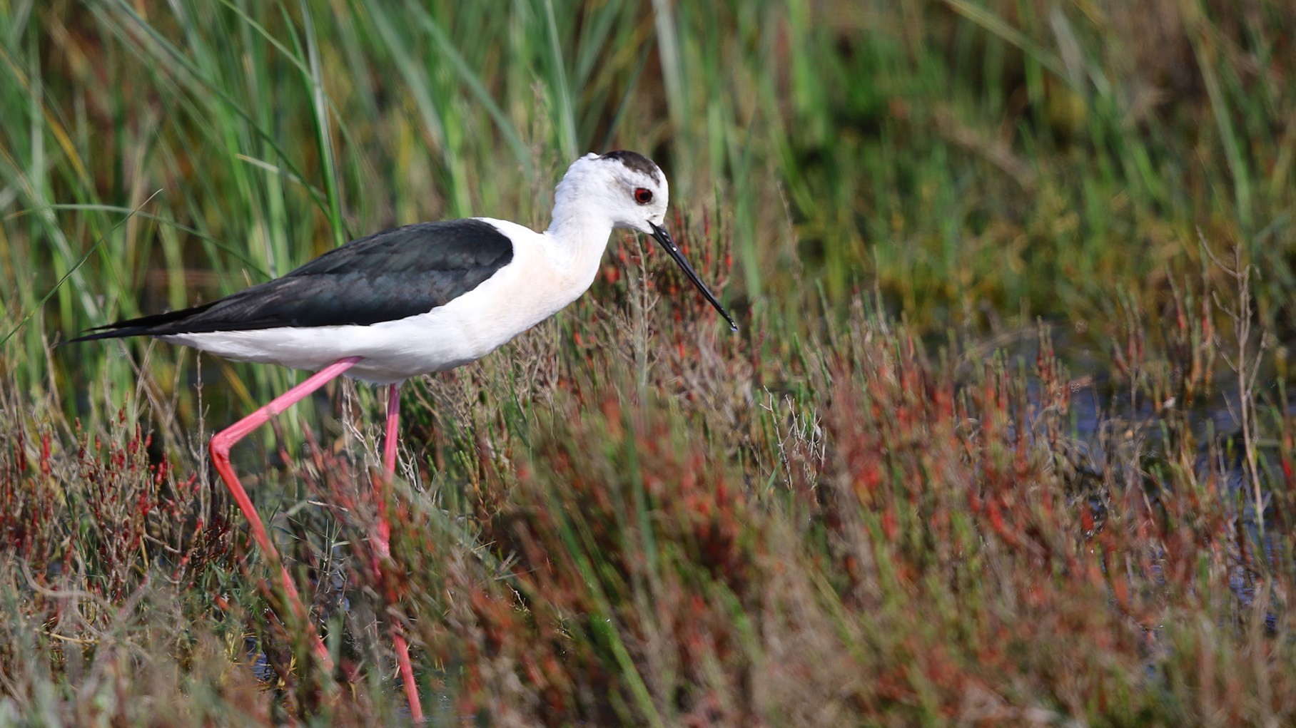 Black-winged Stilt