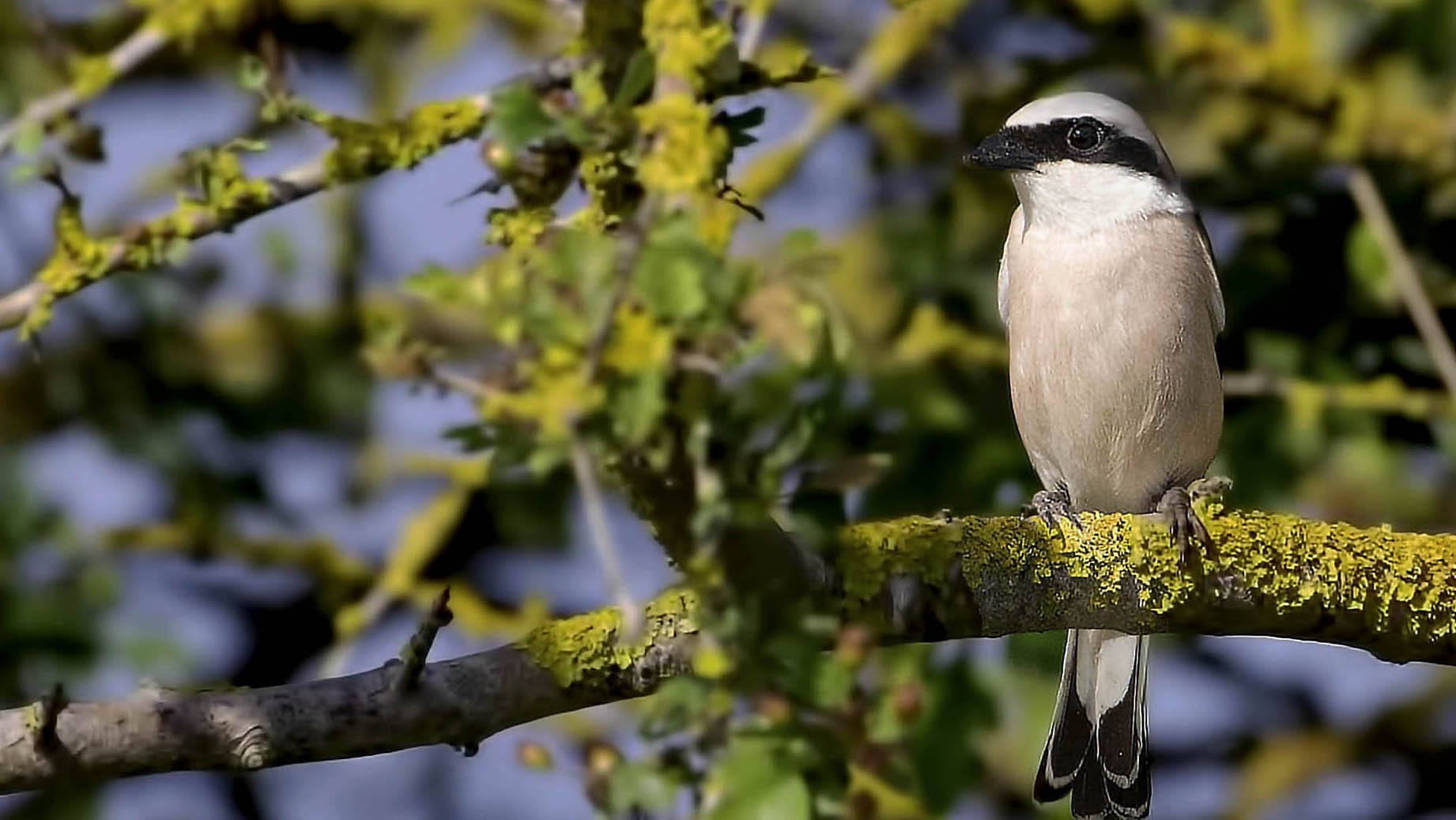 Red-backed Shrike