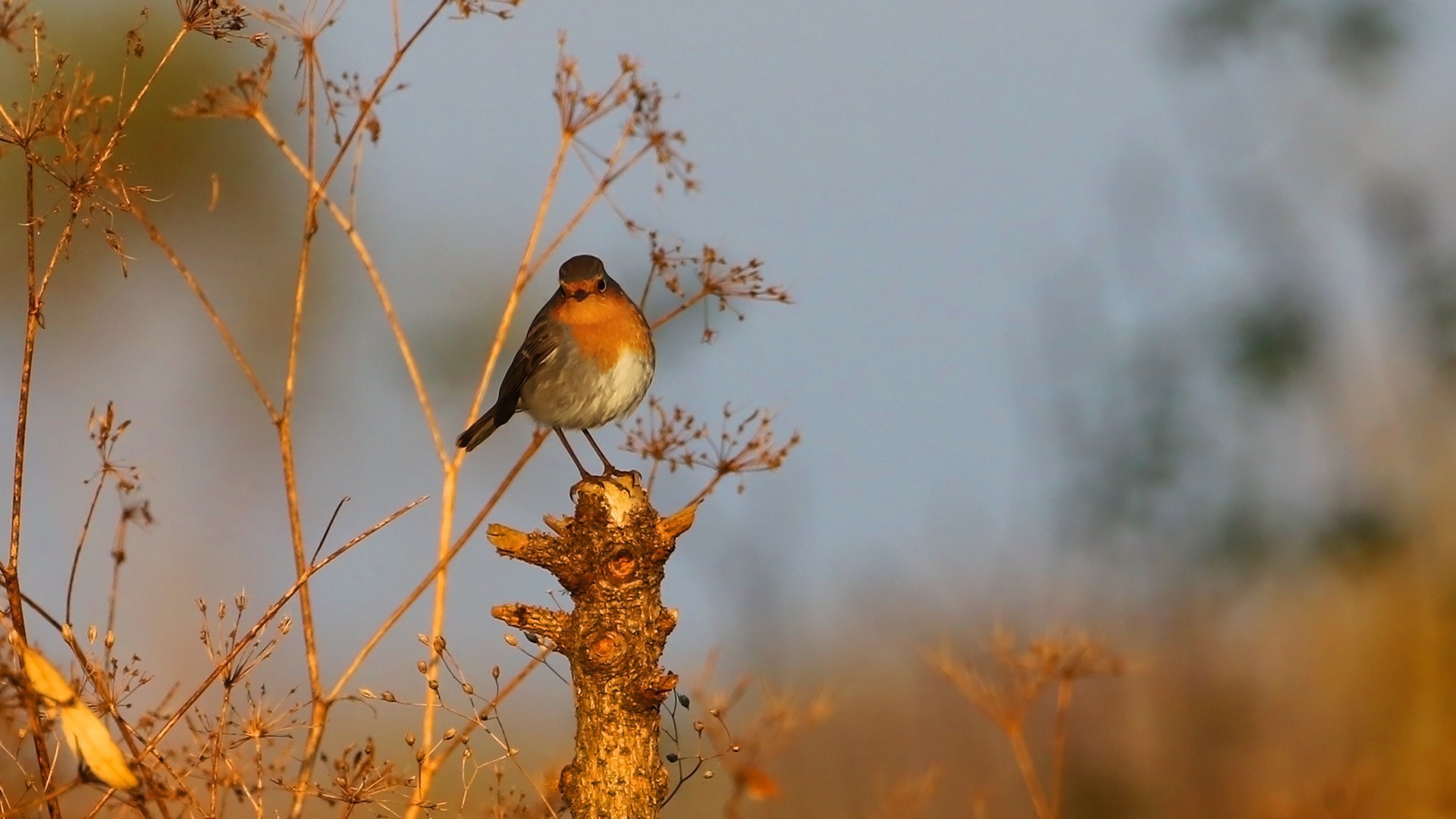 European Robin