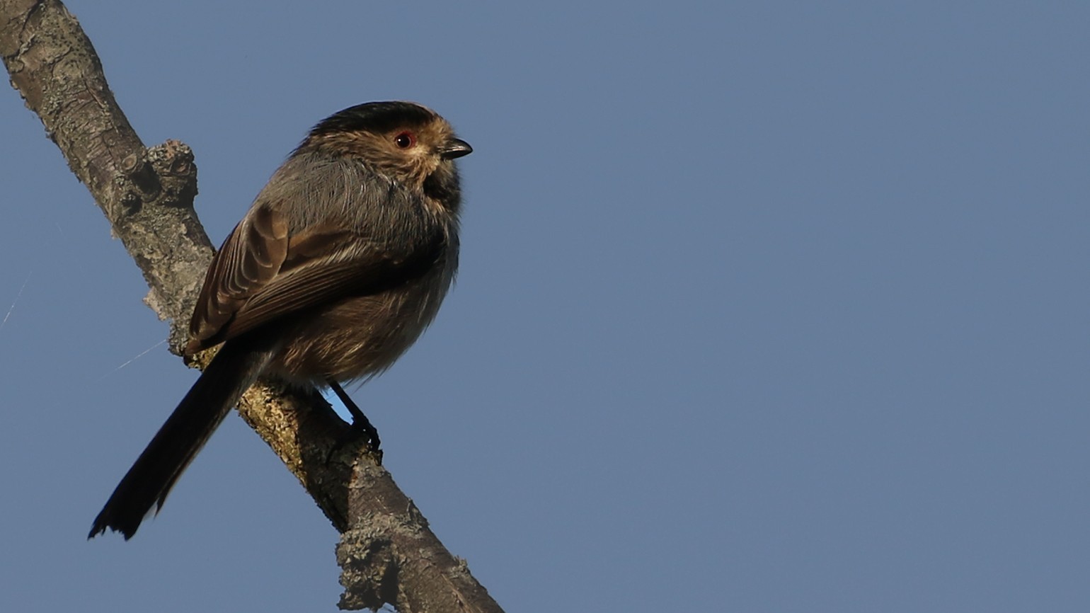 Long-tailed Tit