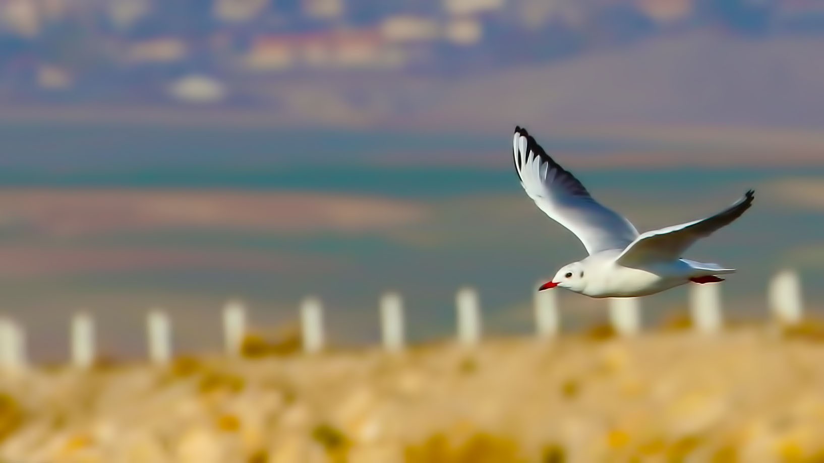 Slender-billed Gull — Ana fotoğraf