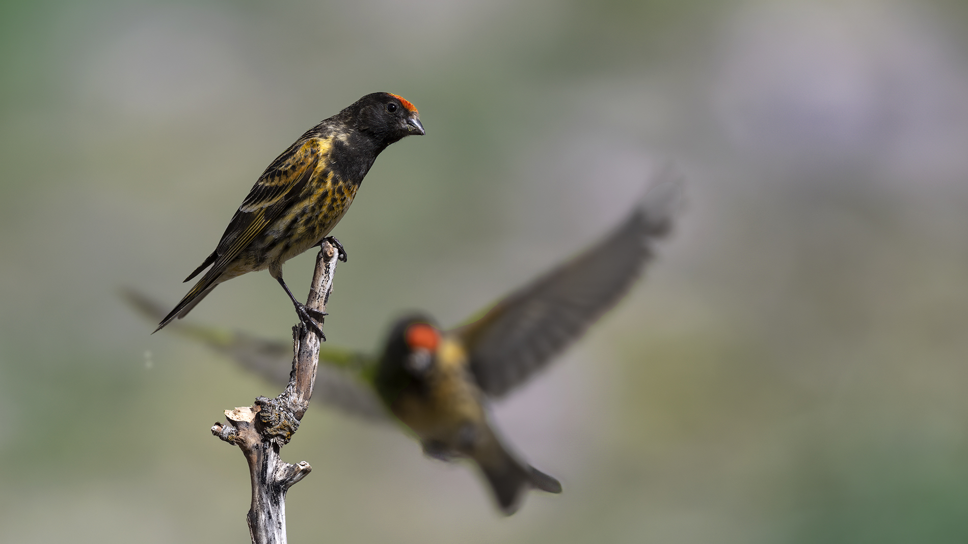 Fire-fronted Serin