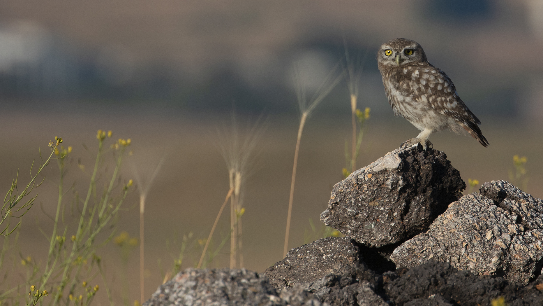 Little Owl