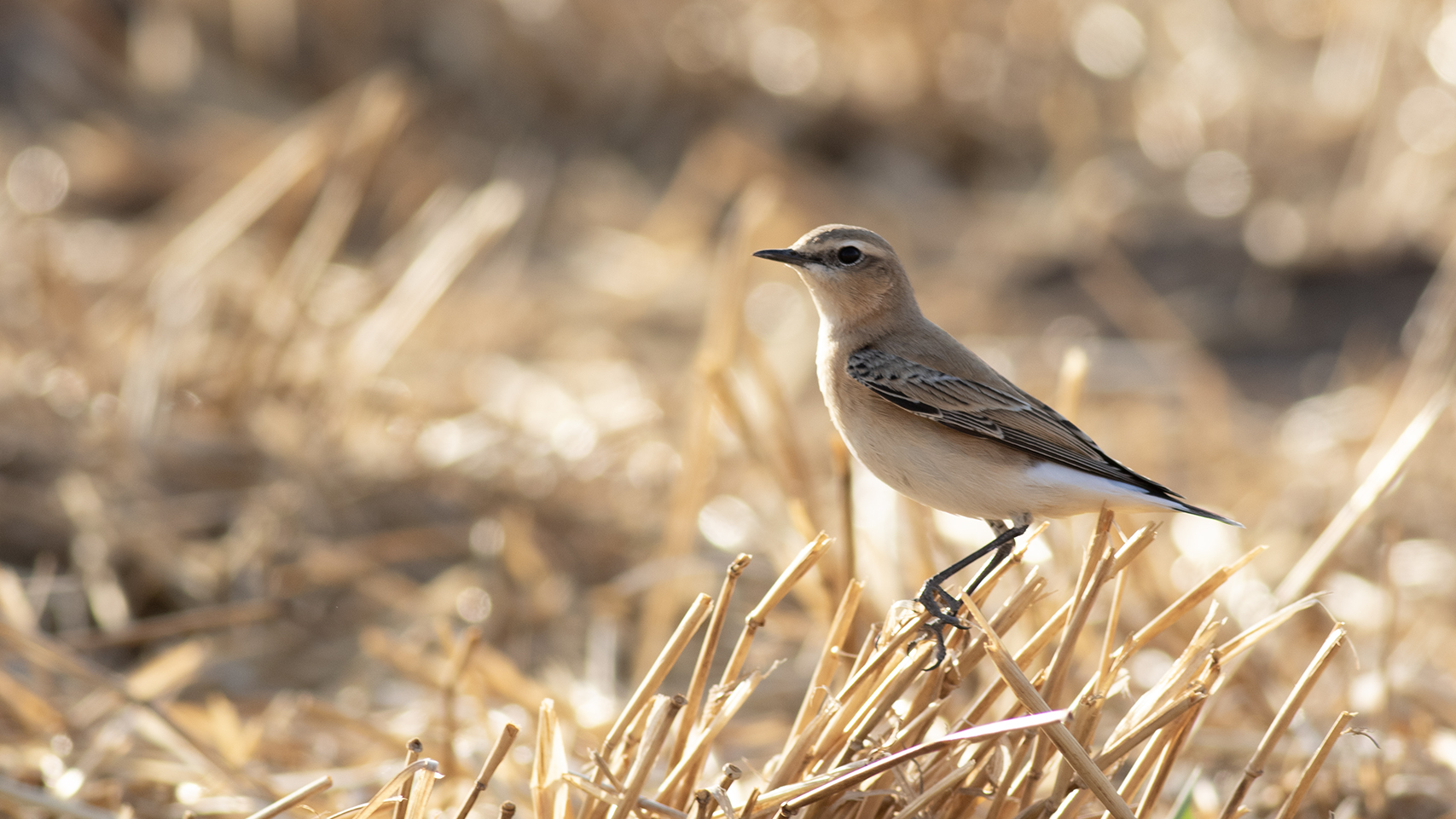 Northern Wheatear