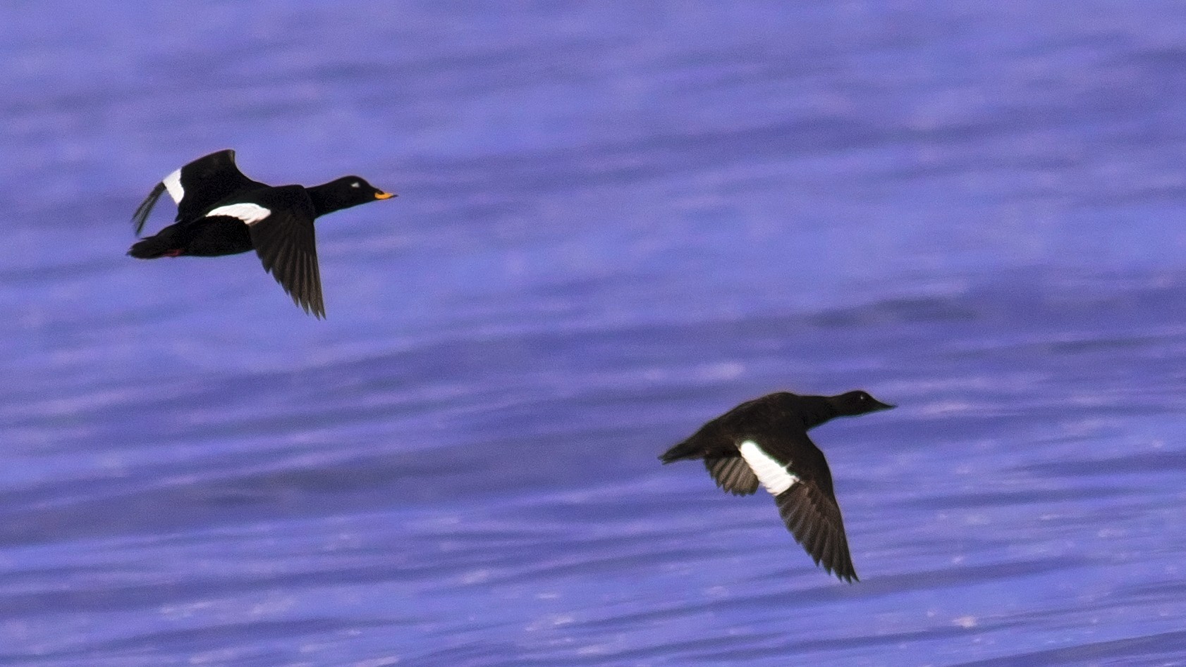 Velvet Scoter