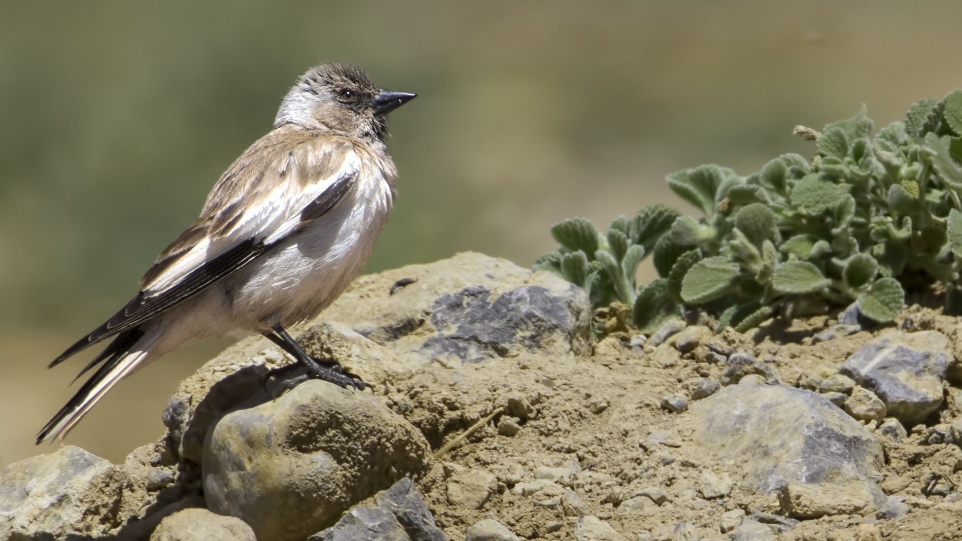 White-winged Snowfinch