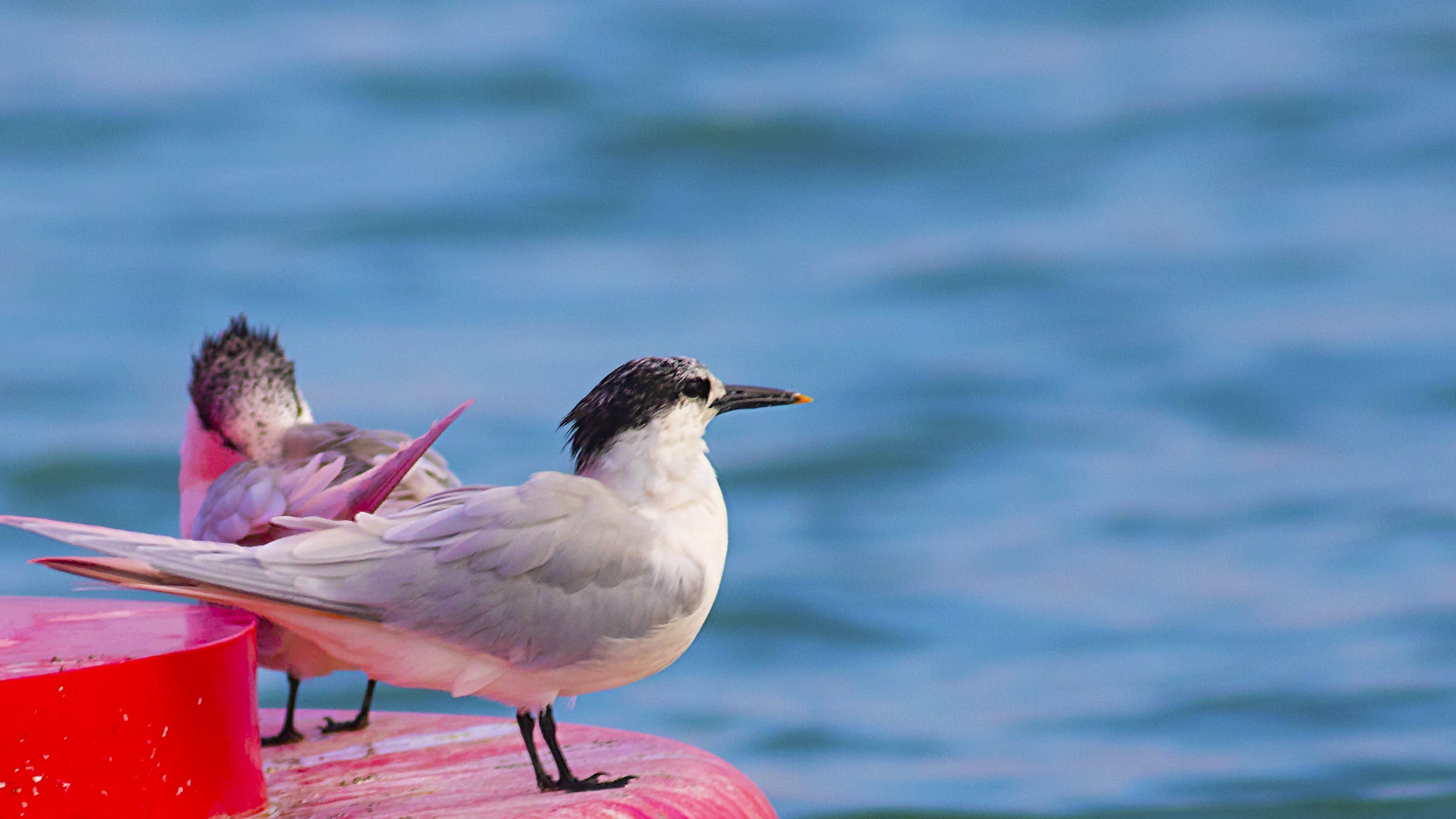 Sandwich Tern