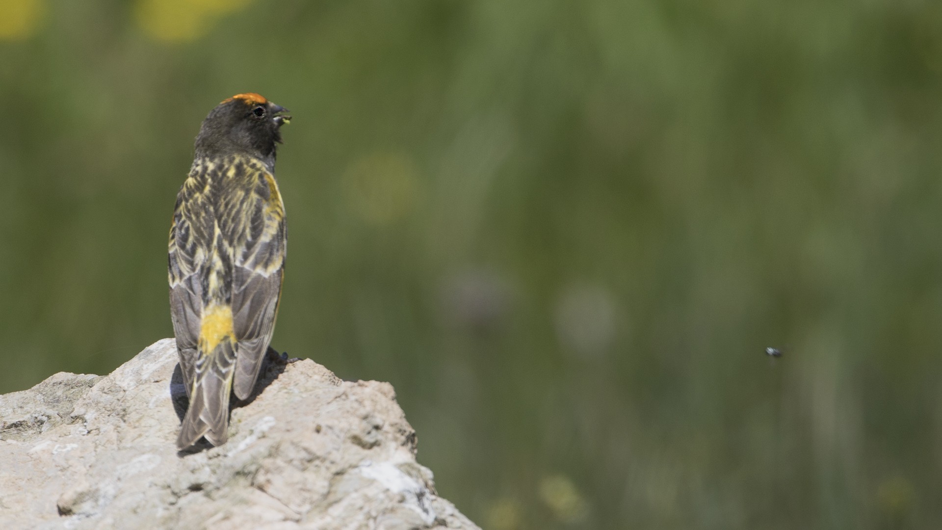 Fire-fronted Serin