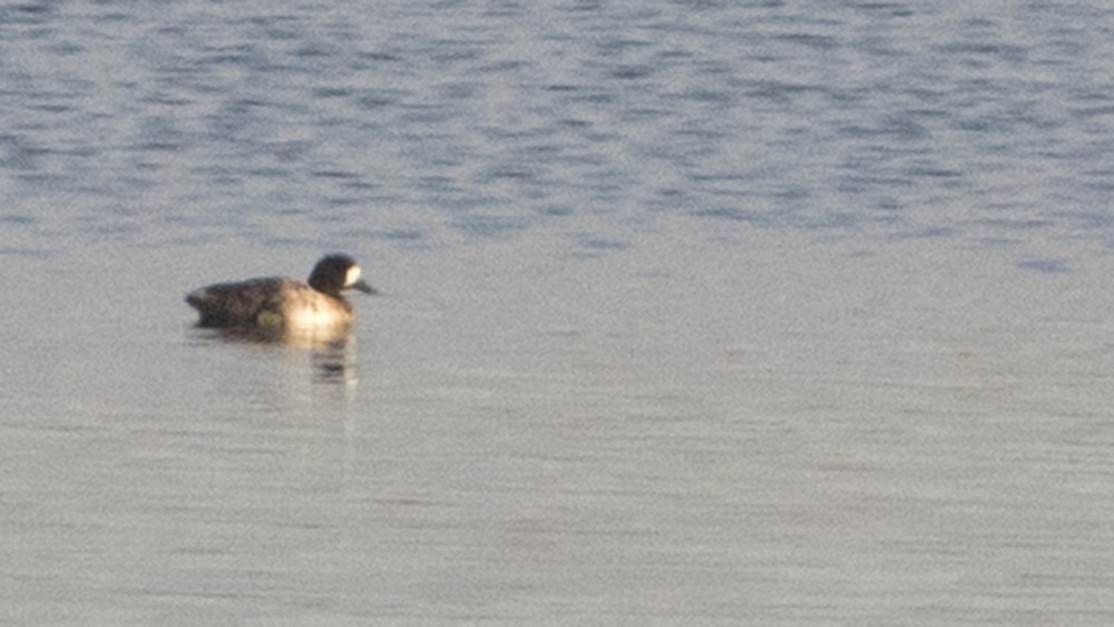 Greater Scaup