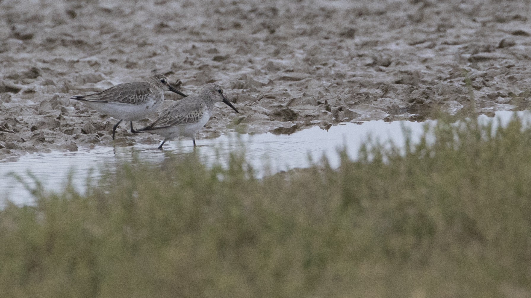 Dunlin