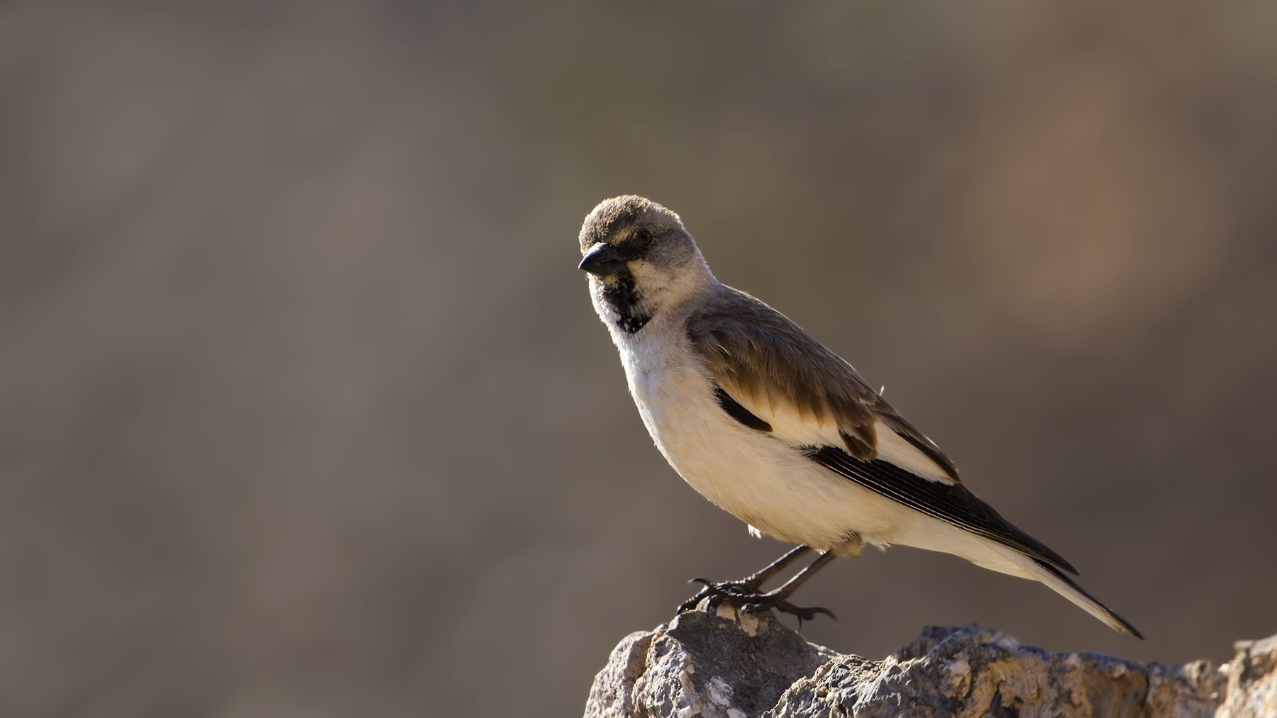White-winged Snowfinch