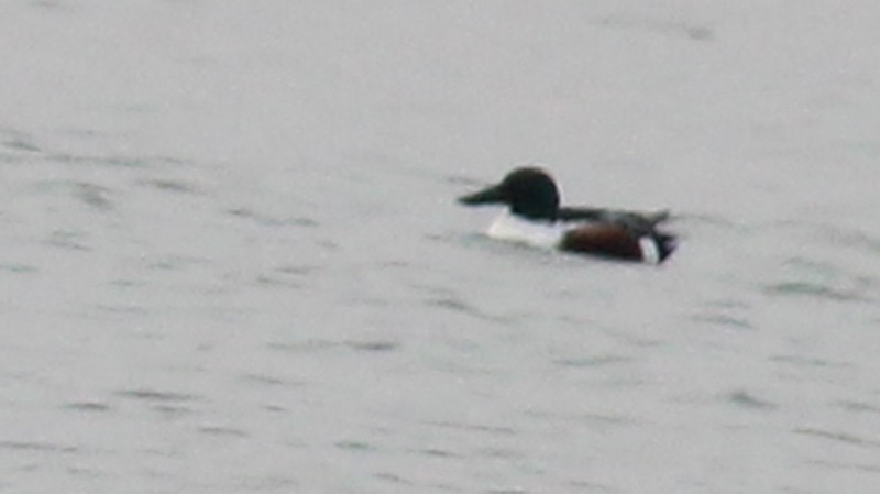Northern Shoveler