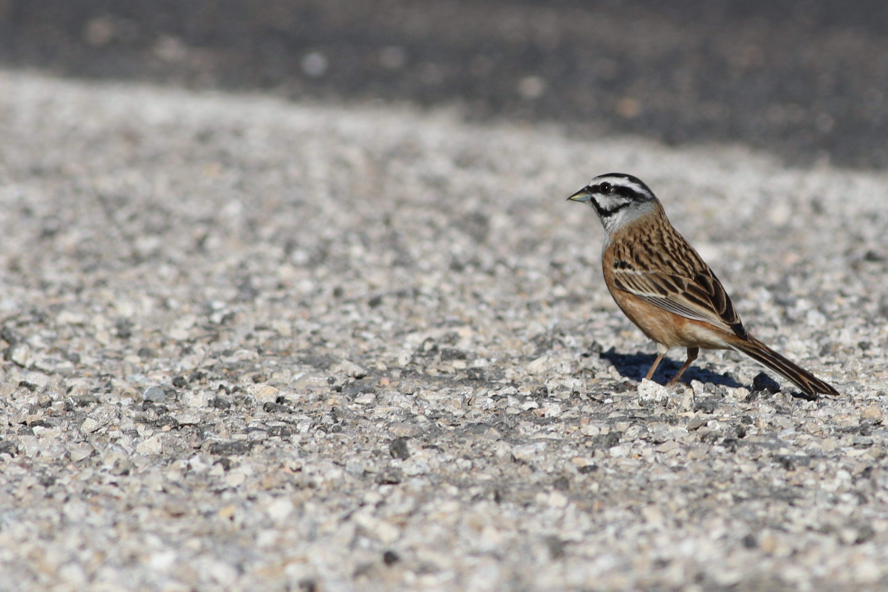 Rock Bunting