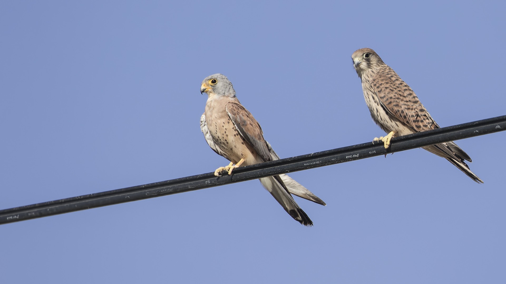 Lesser Kestrel