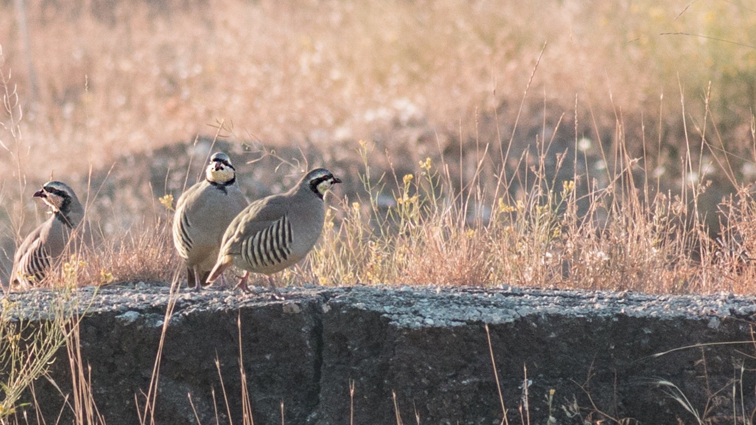 Chukar — Ana fotoğraf