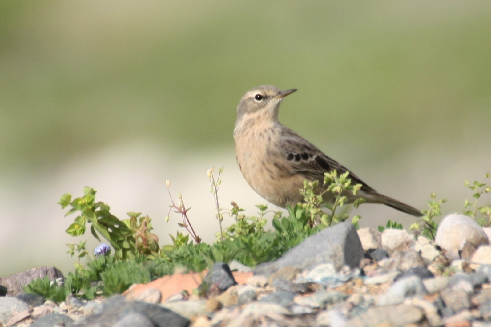 Tawny Pipit