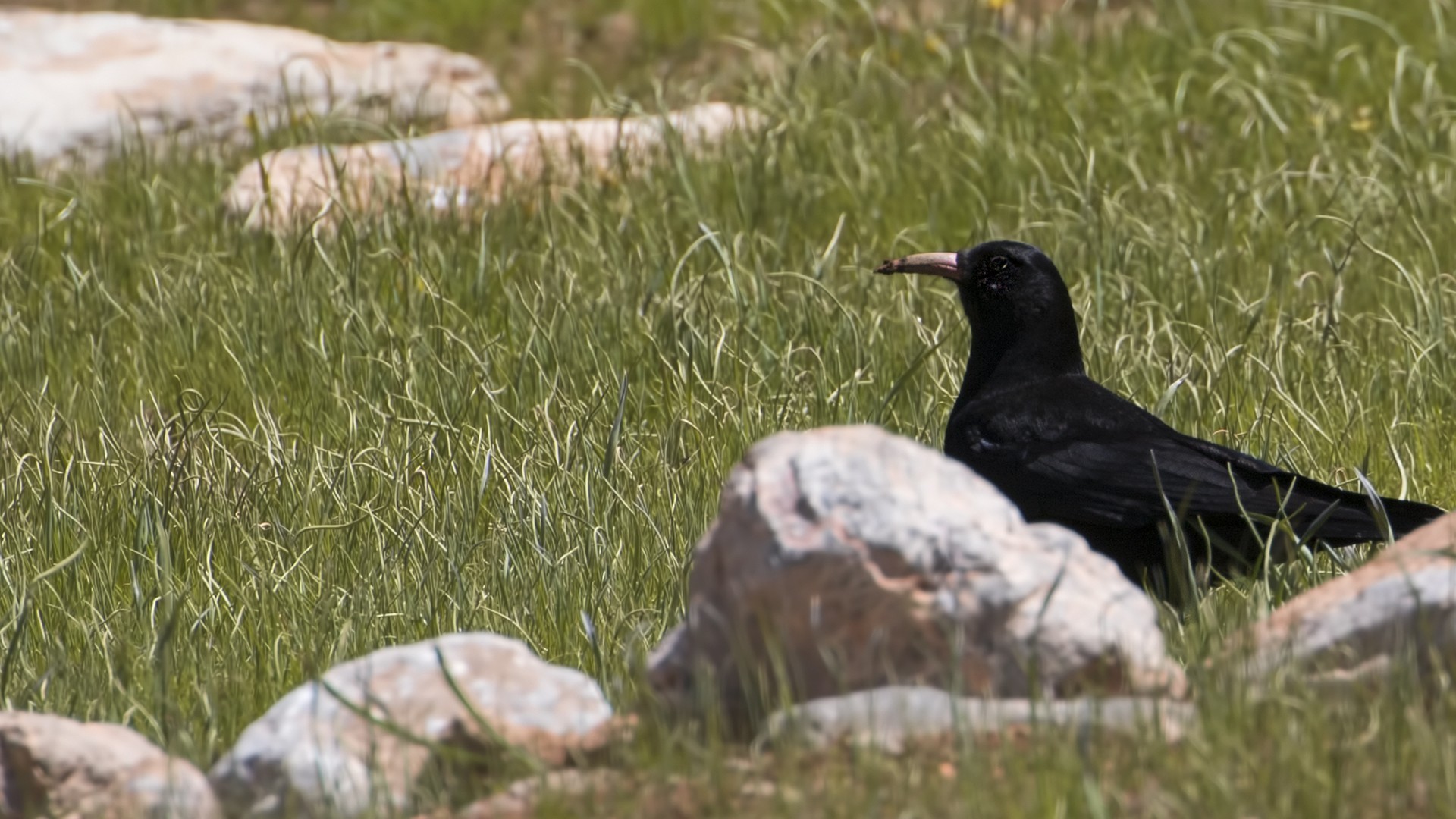 Red-billed Chough