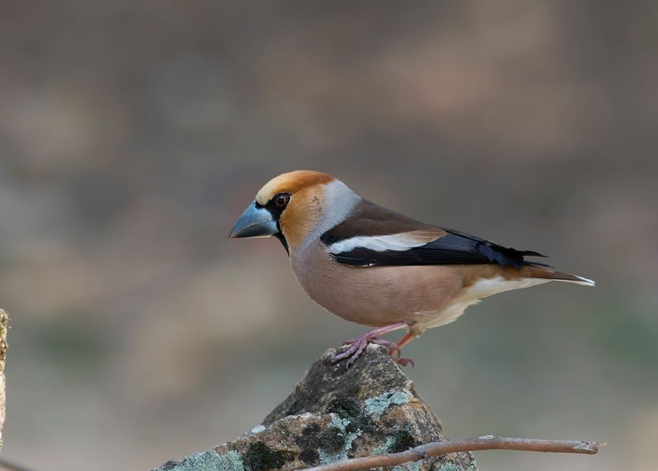 Hawfinch