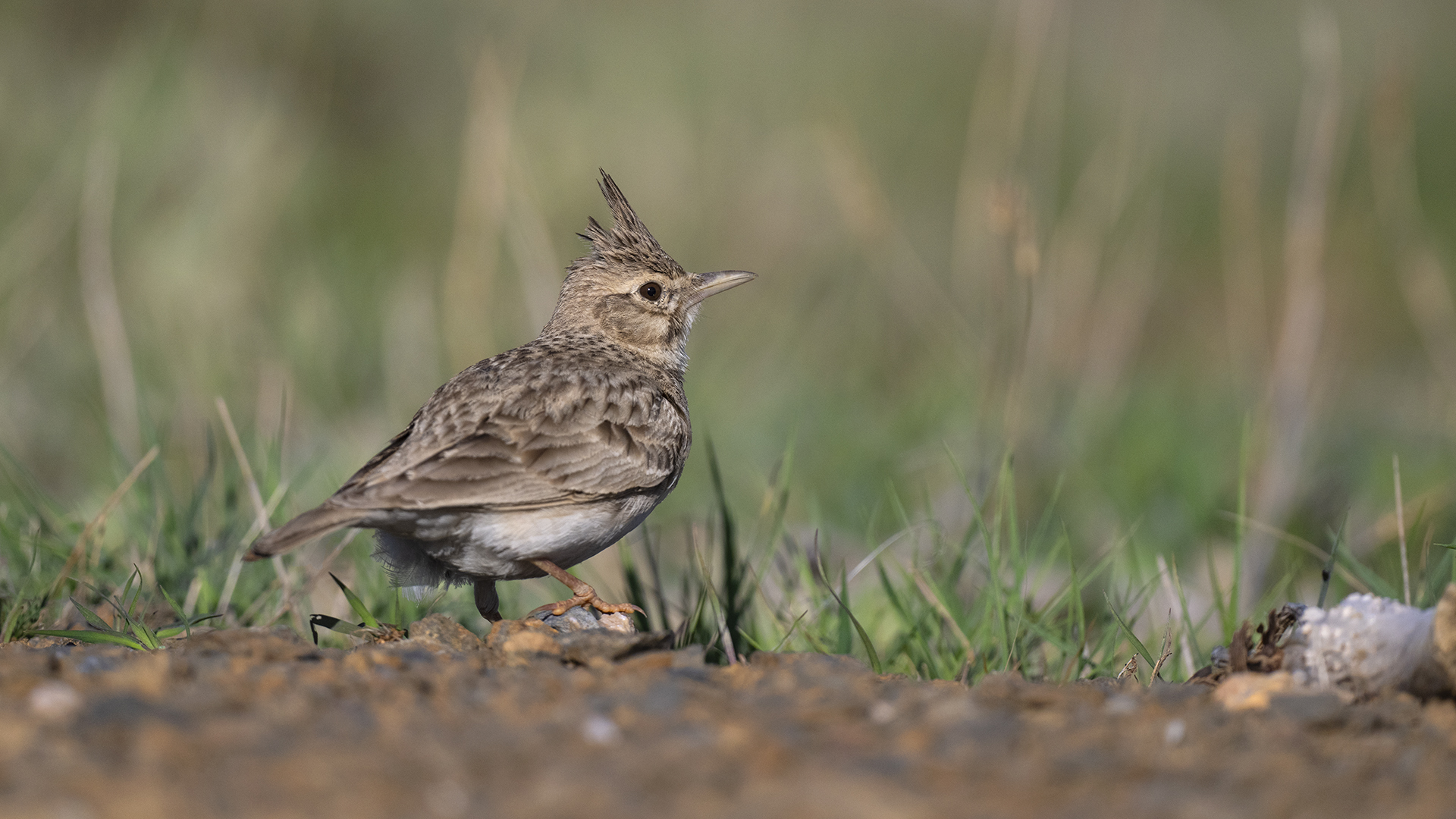 Crested Lark
