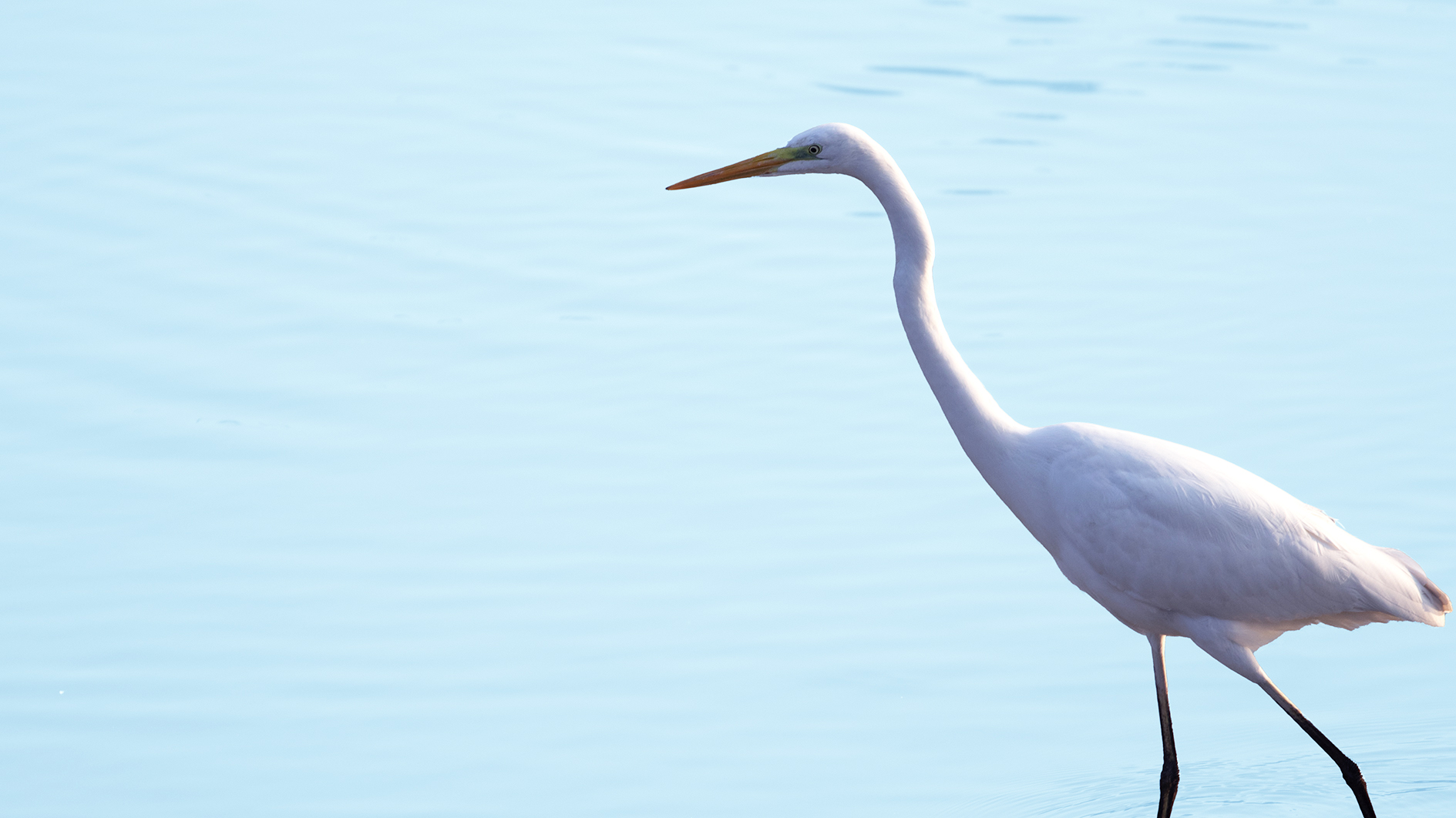 Great Egret