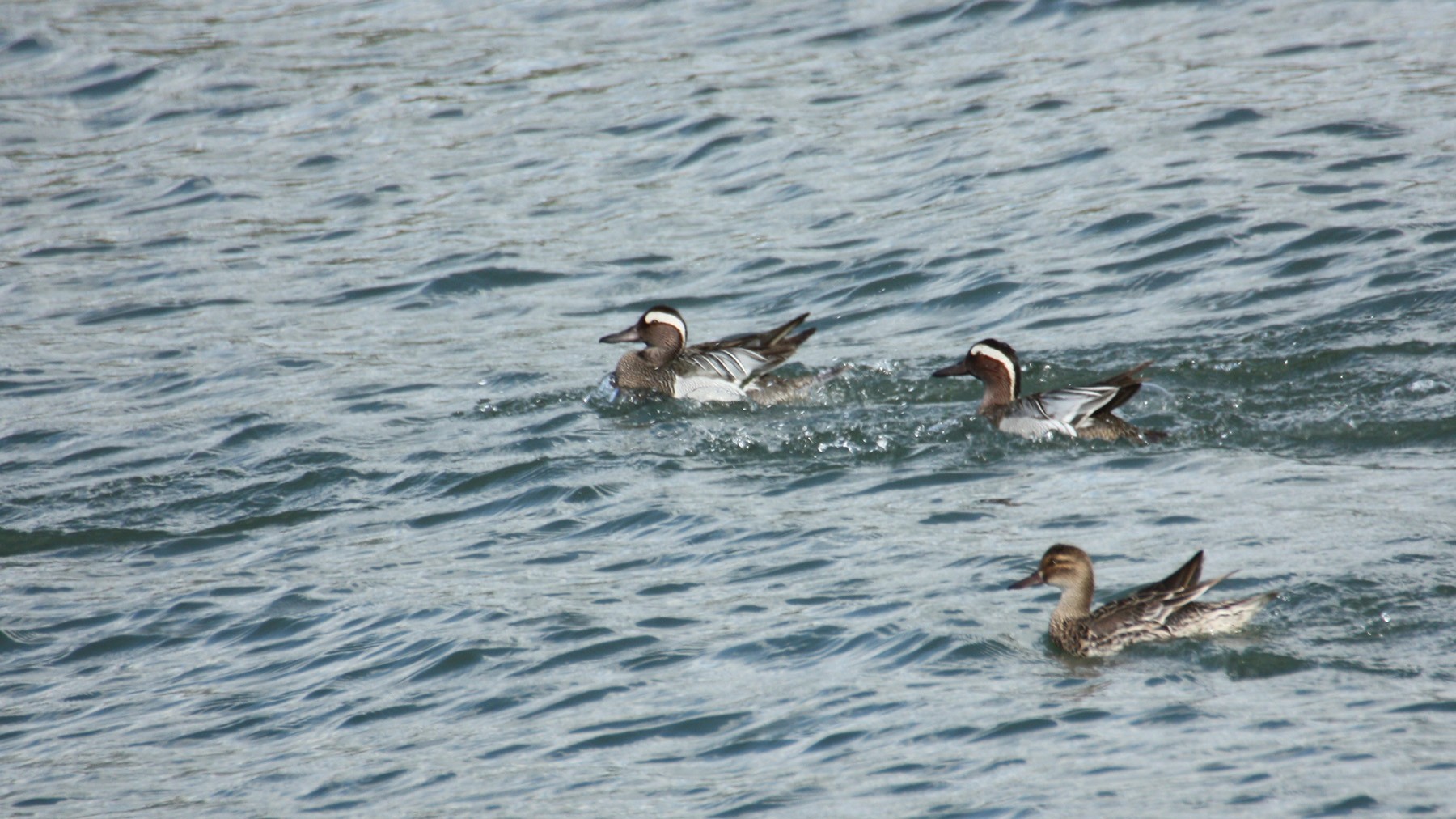 Garganey