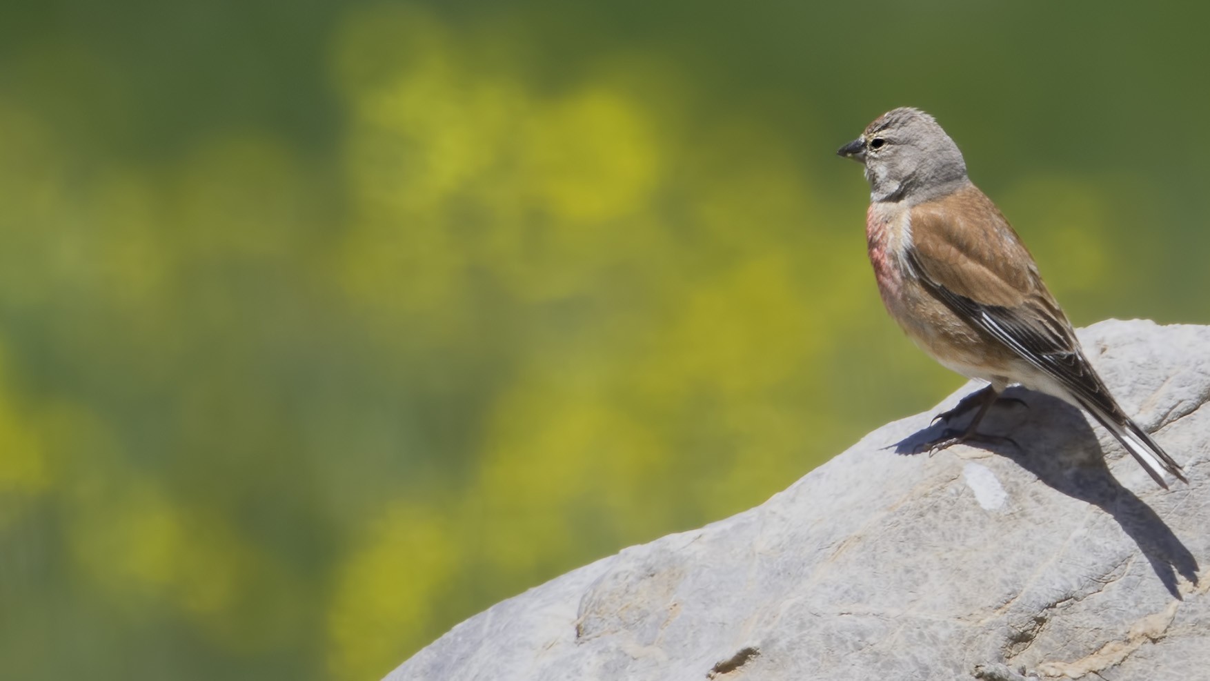 Eurasian Linnet