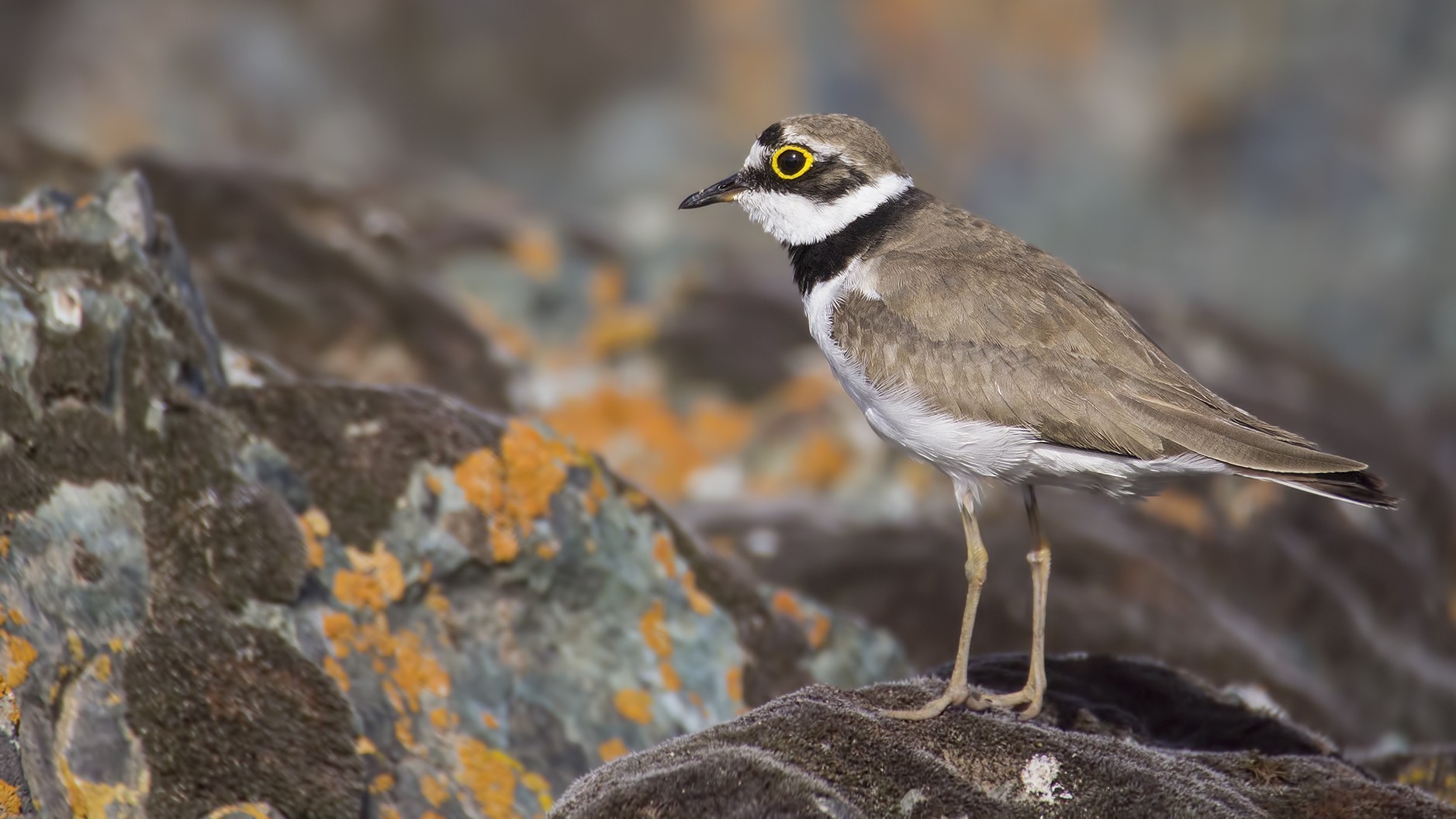 Little Ringed Plover