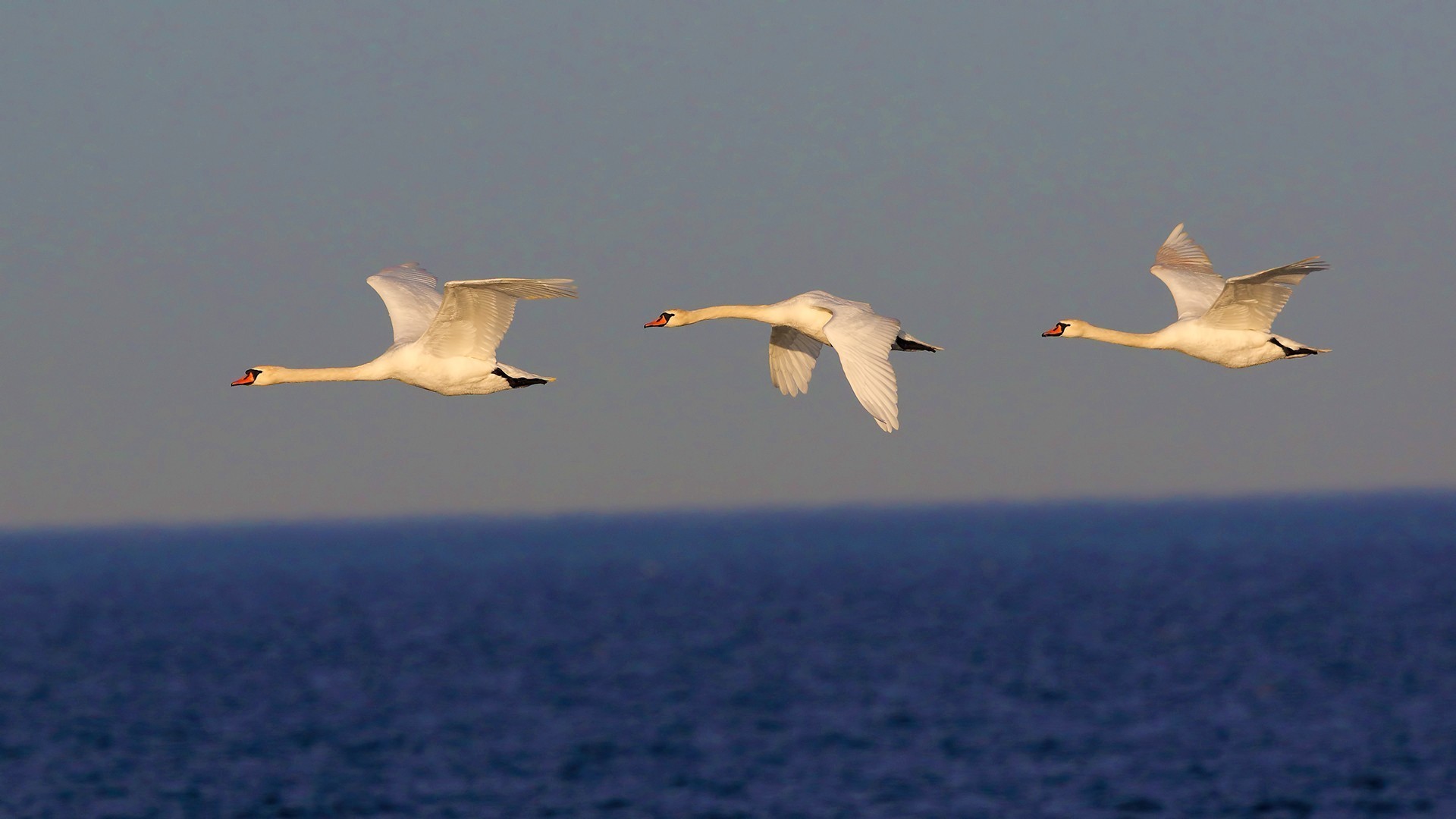 Mute Swan