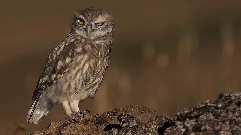 Little Owl
