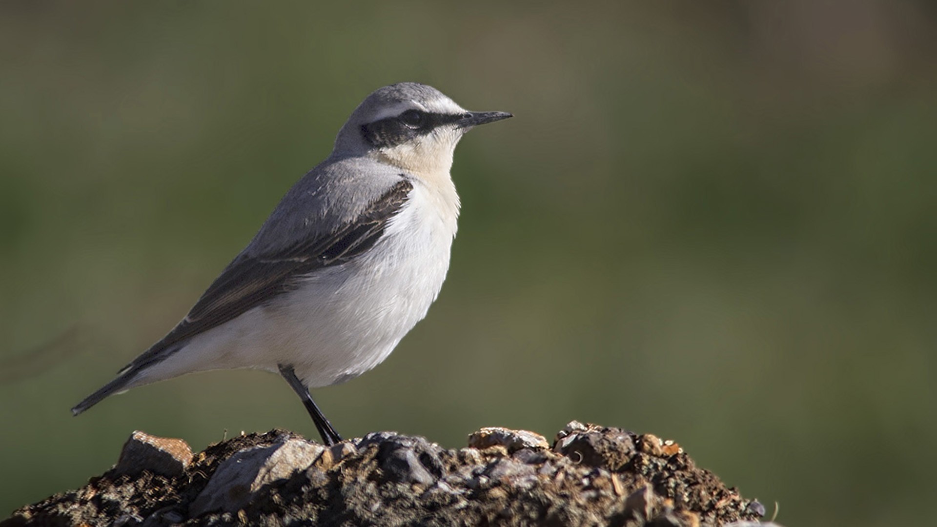 Northern Wheatear