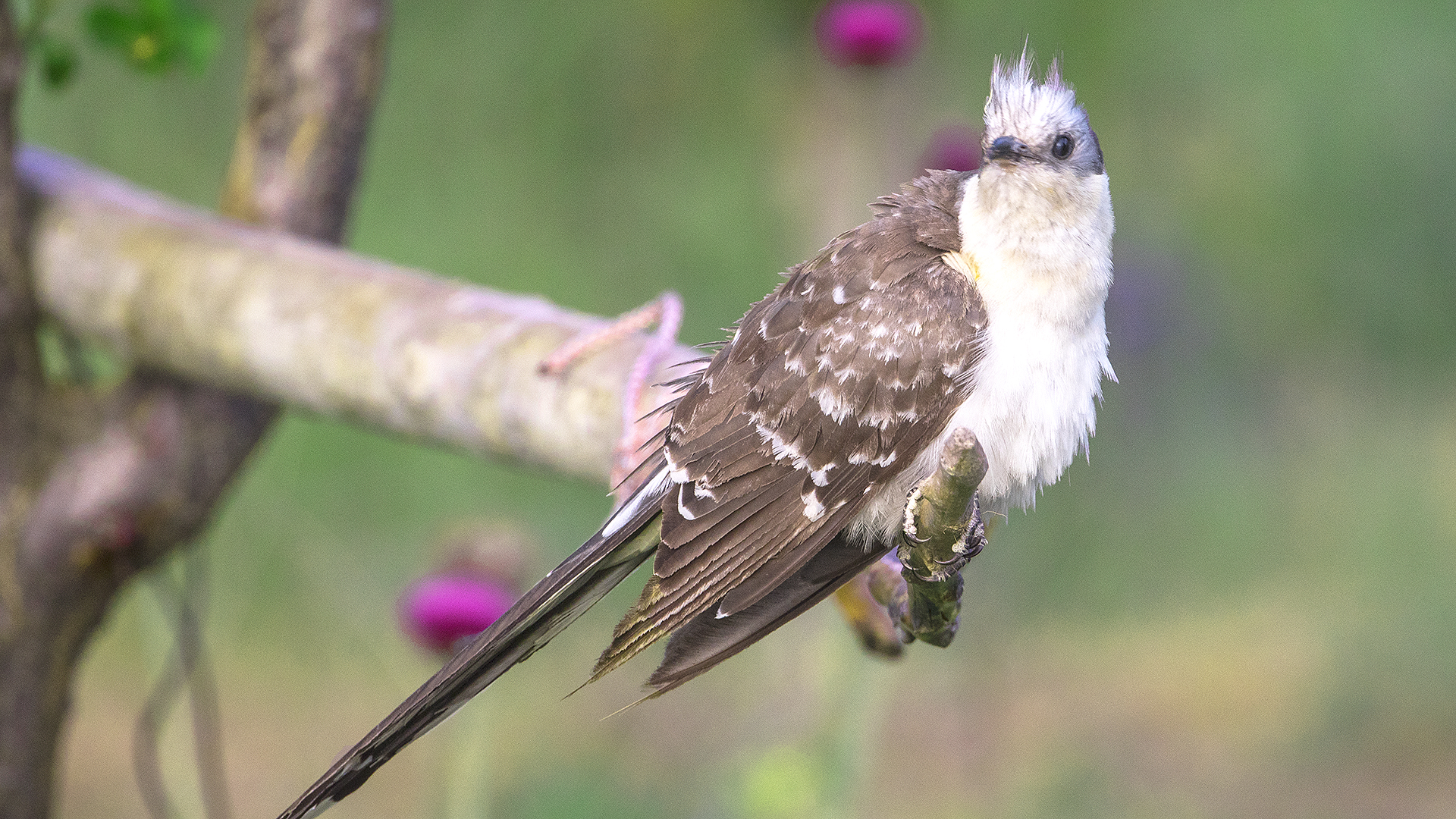 Great Spotted Cuckoo
