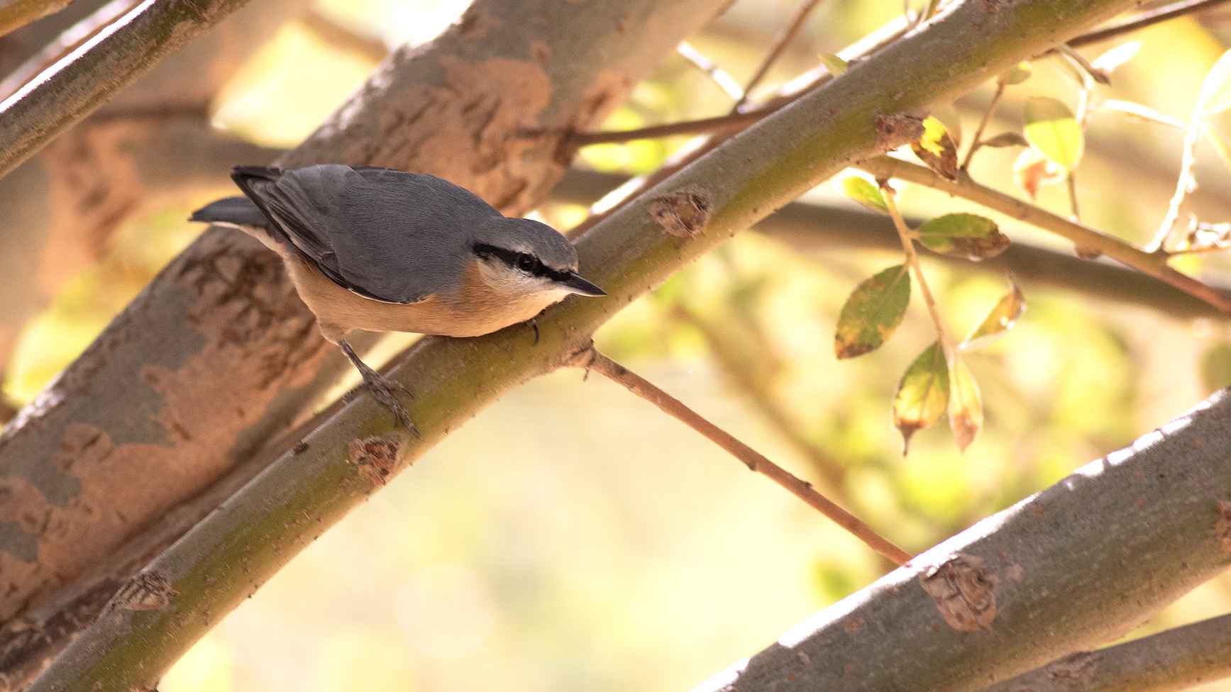 Eurasian Nuthatch