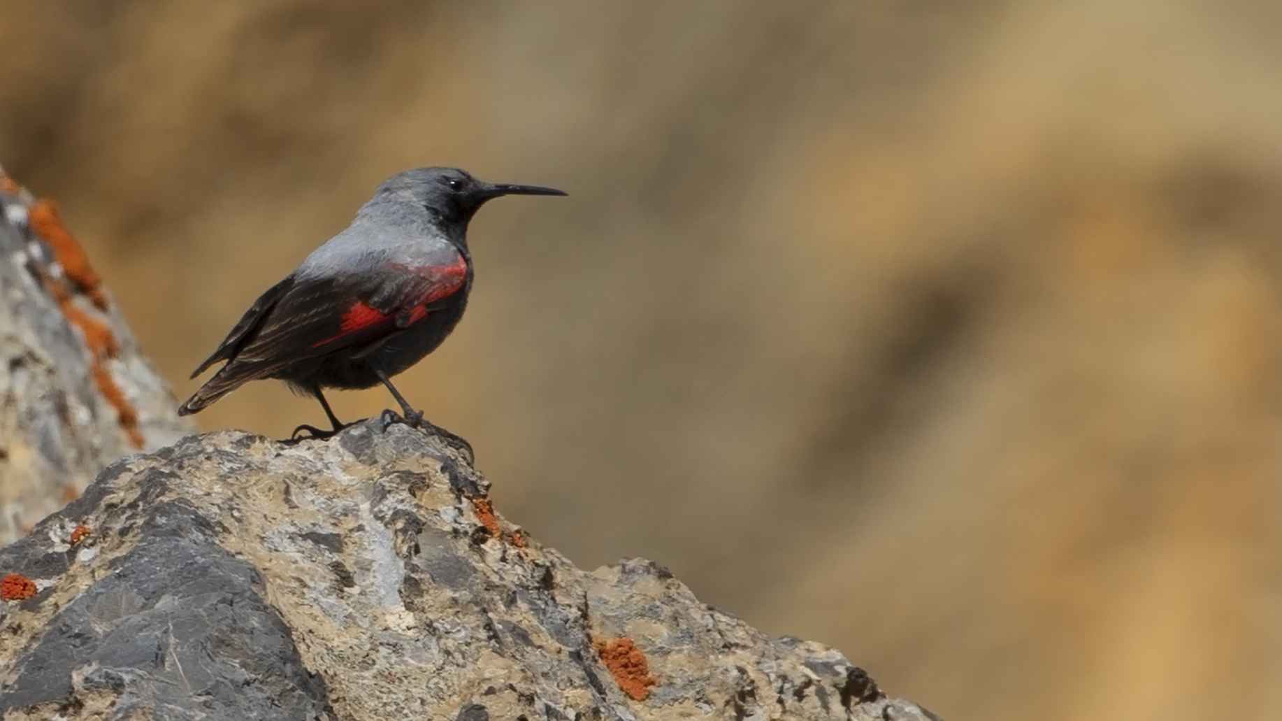 Wallcreeper