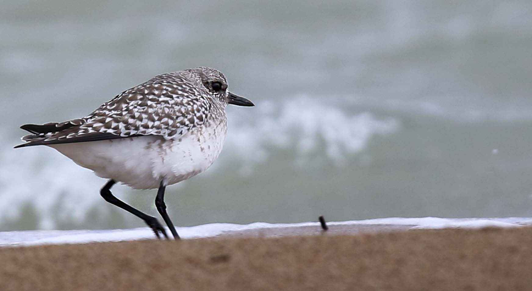 Black-bellied Plover