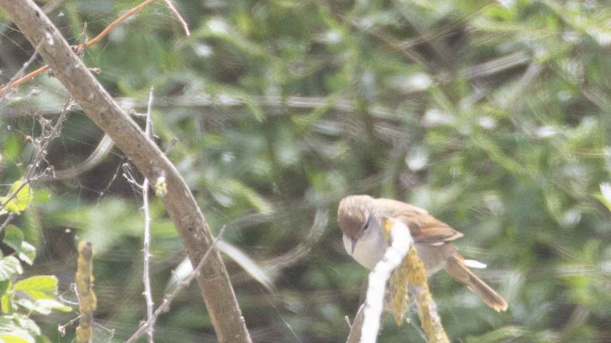 Lesser Whitethroat