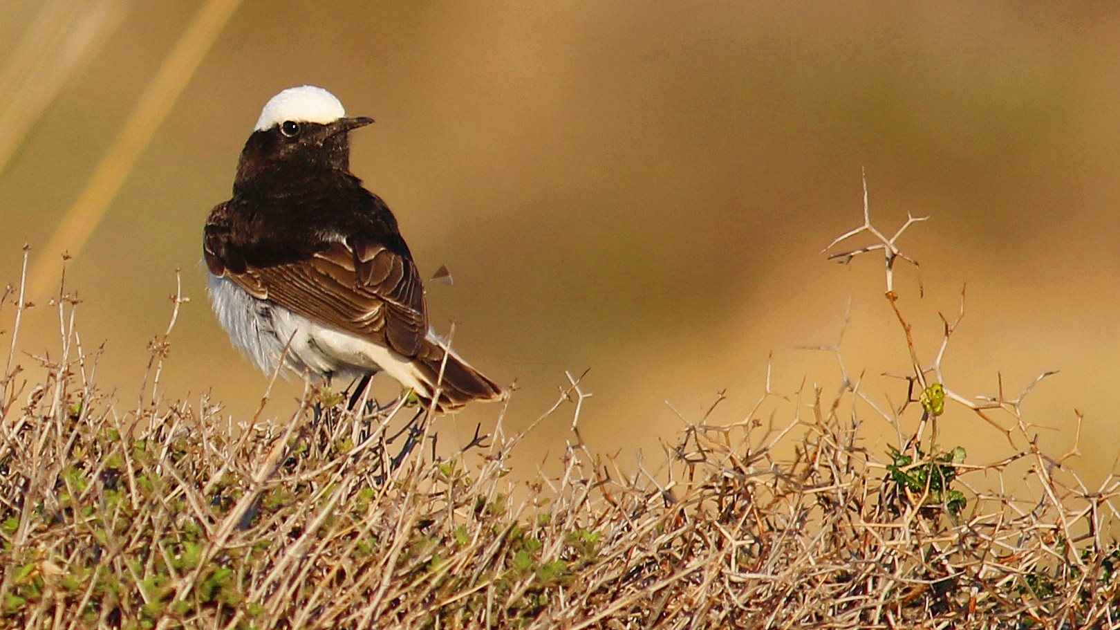 Keşiş kuyrukkakanı
