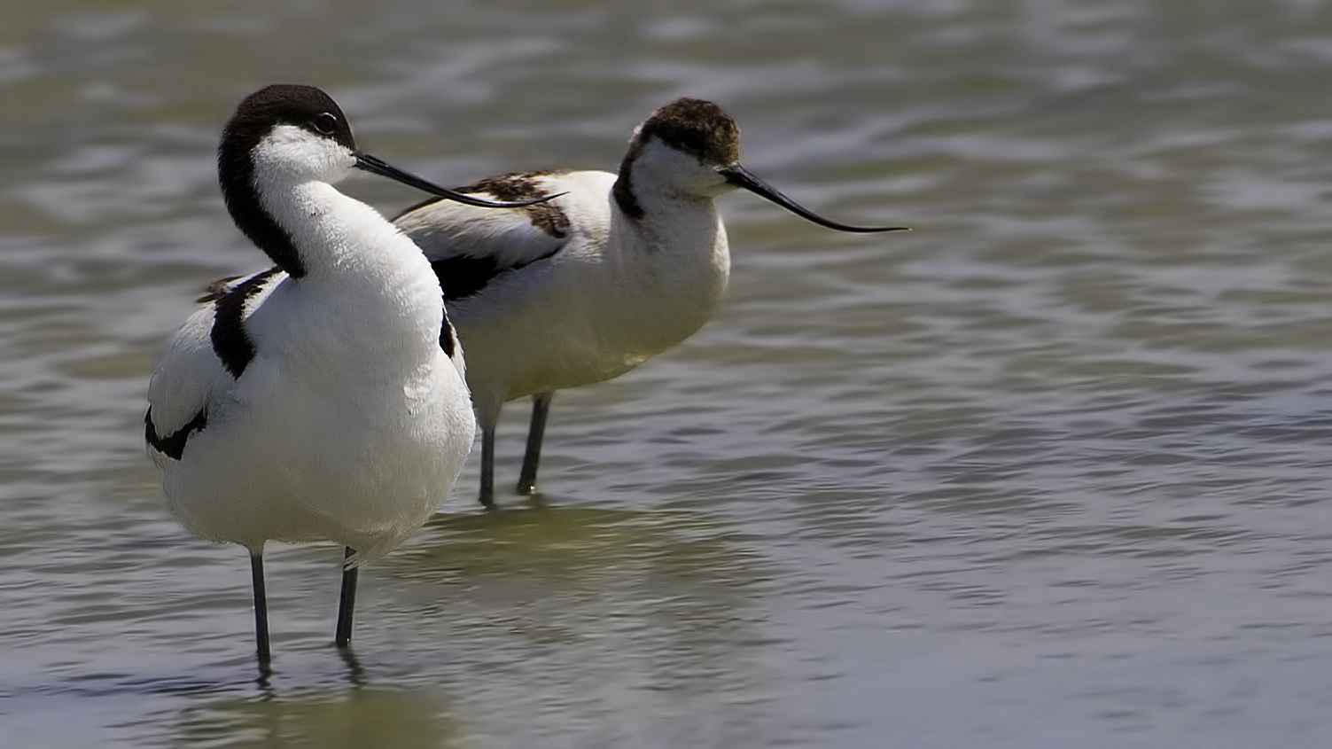 Pied Avocet