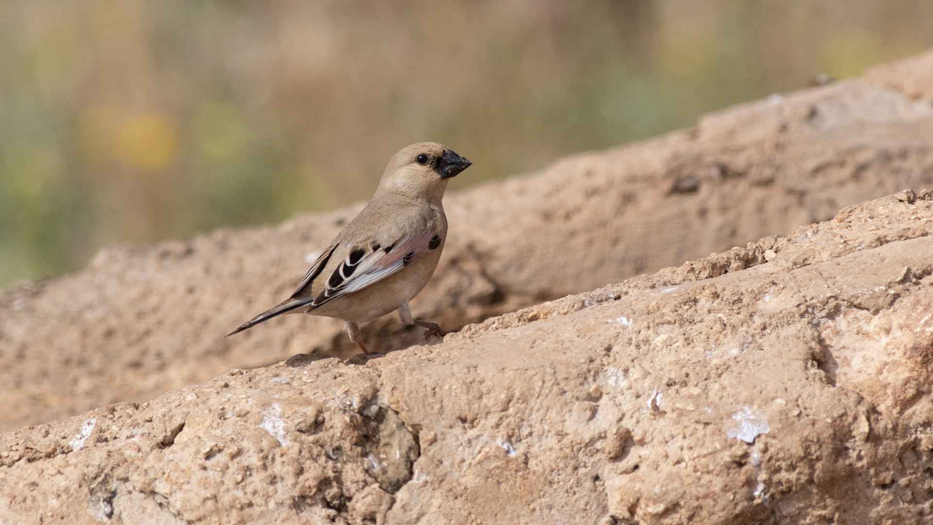 Desert Finch